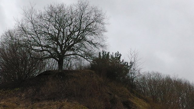 s1010020