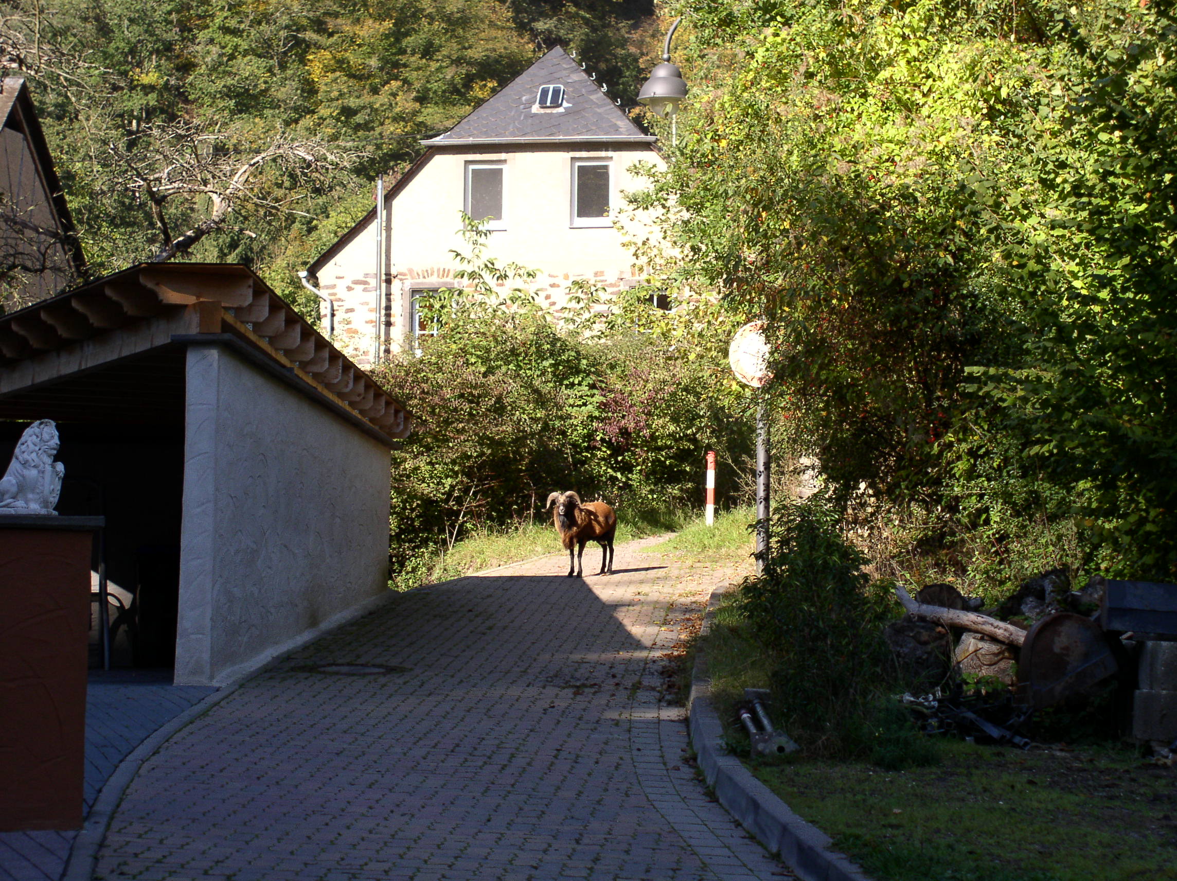 p1010015