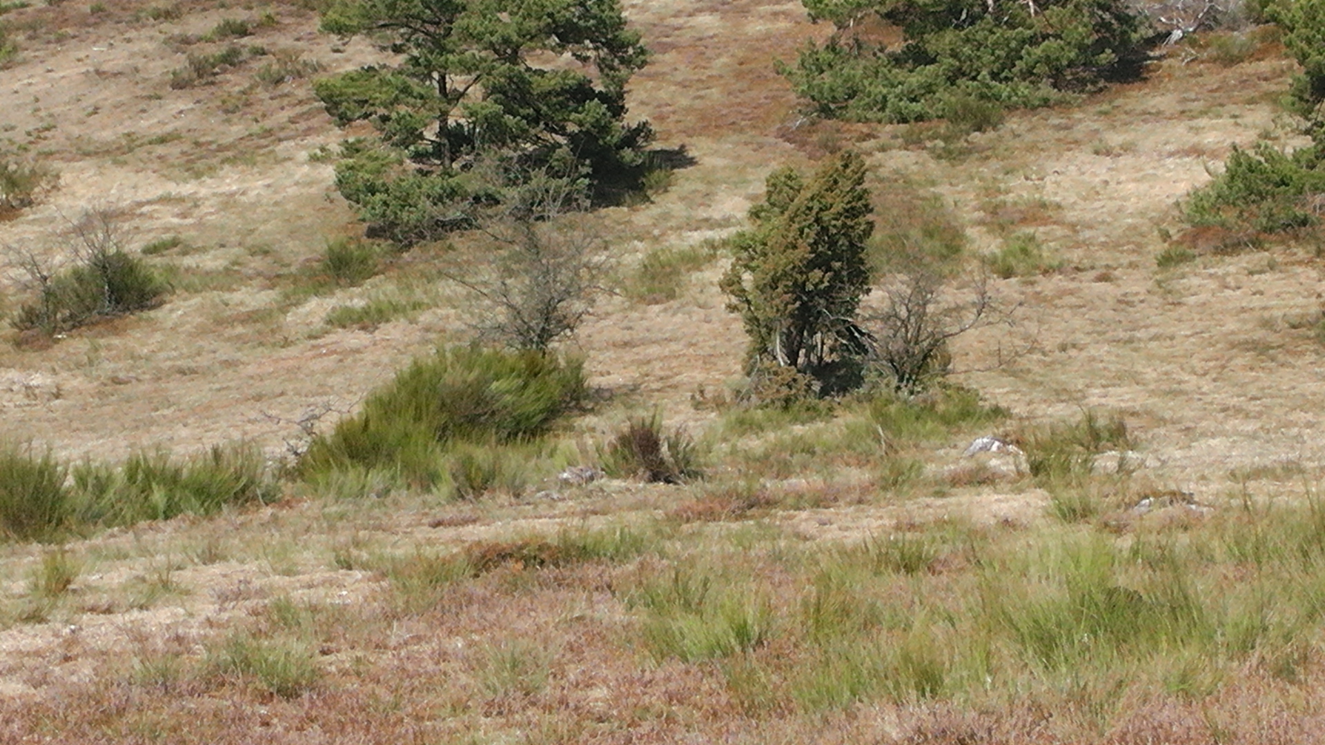 s1000051