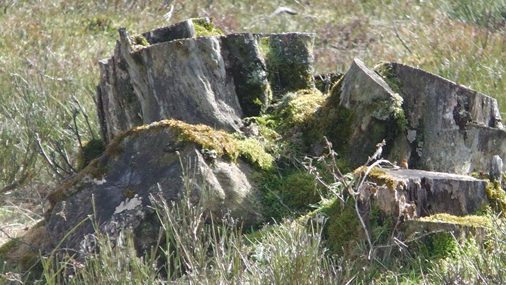 s1000064