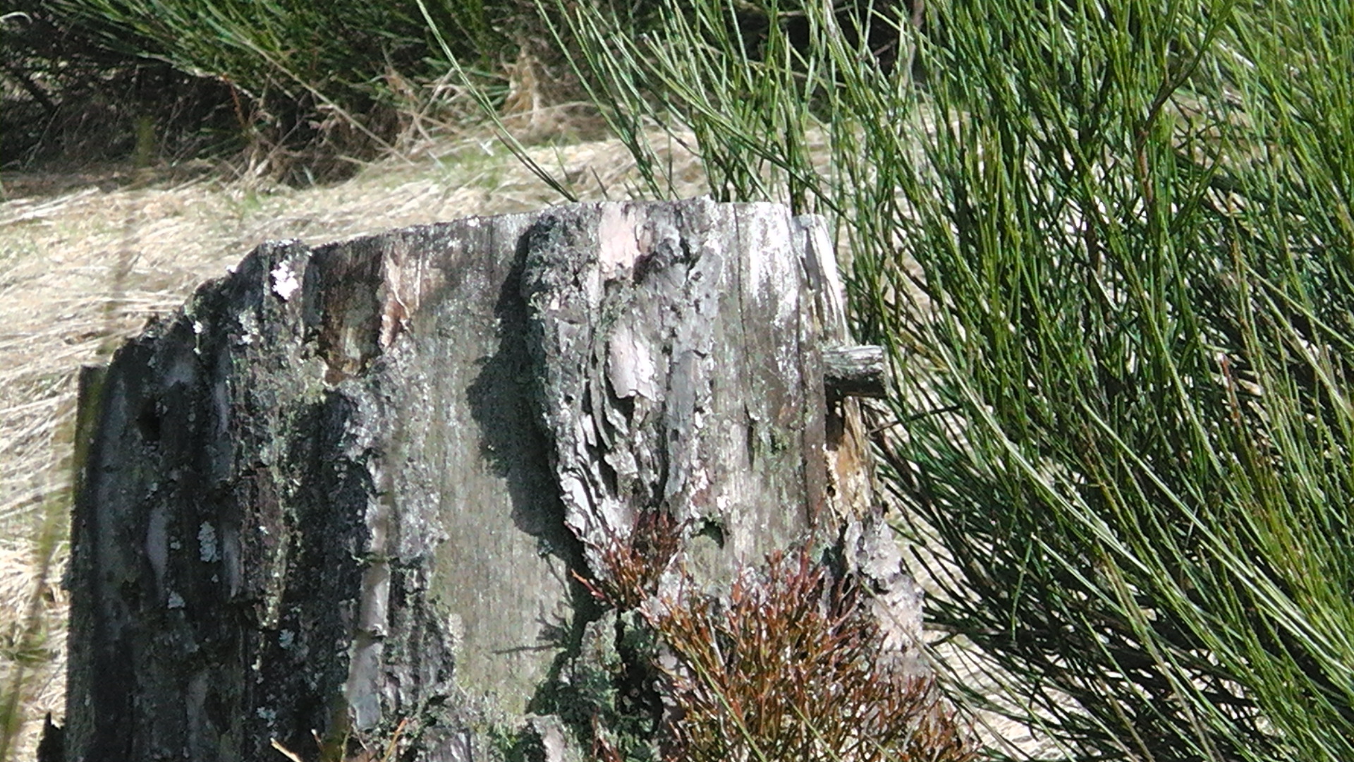 s1000065