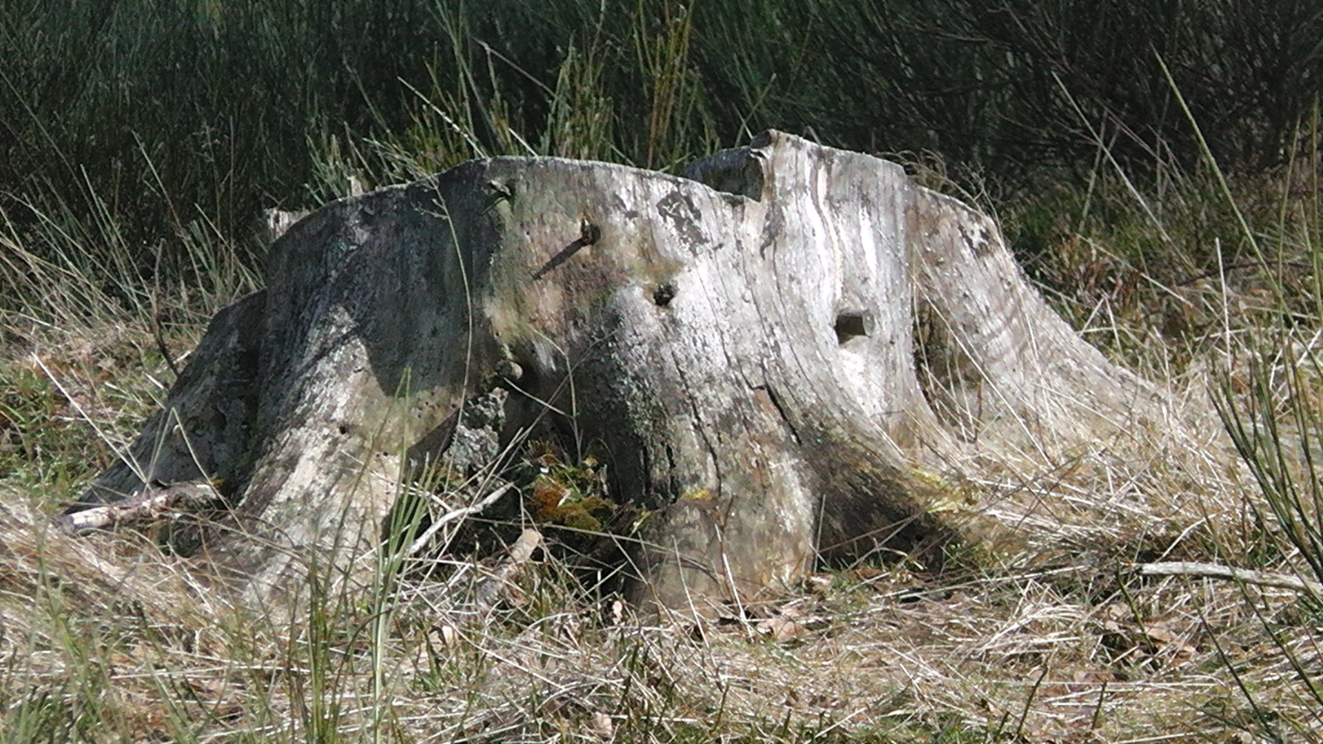 s1000069