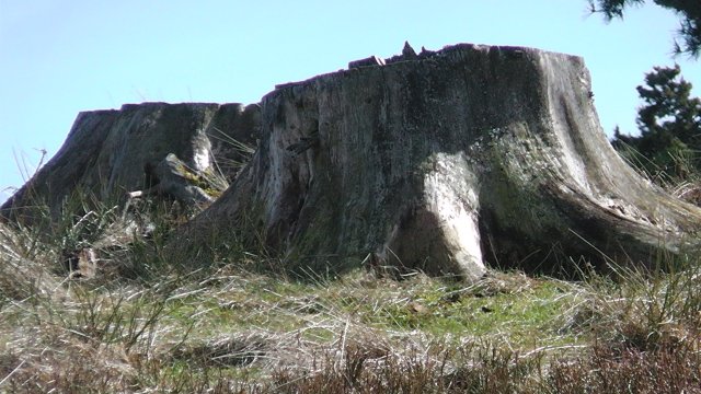 s1000074