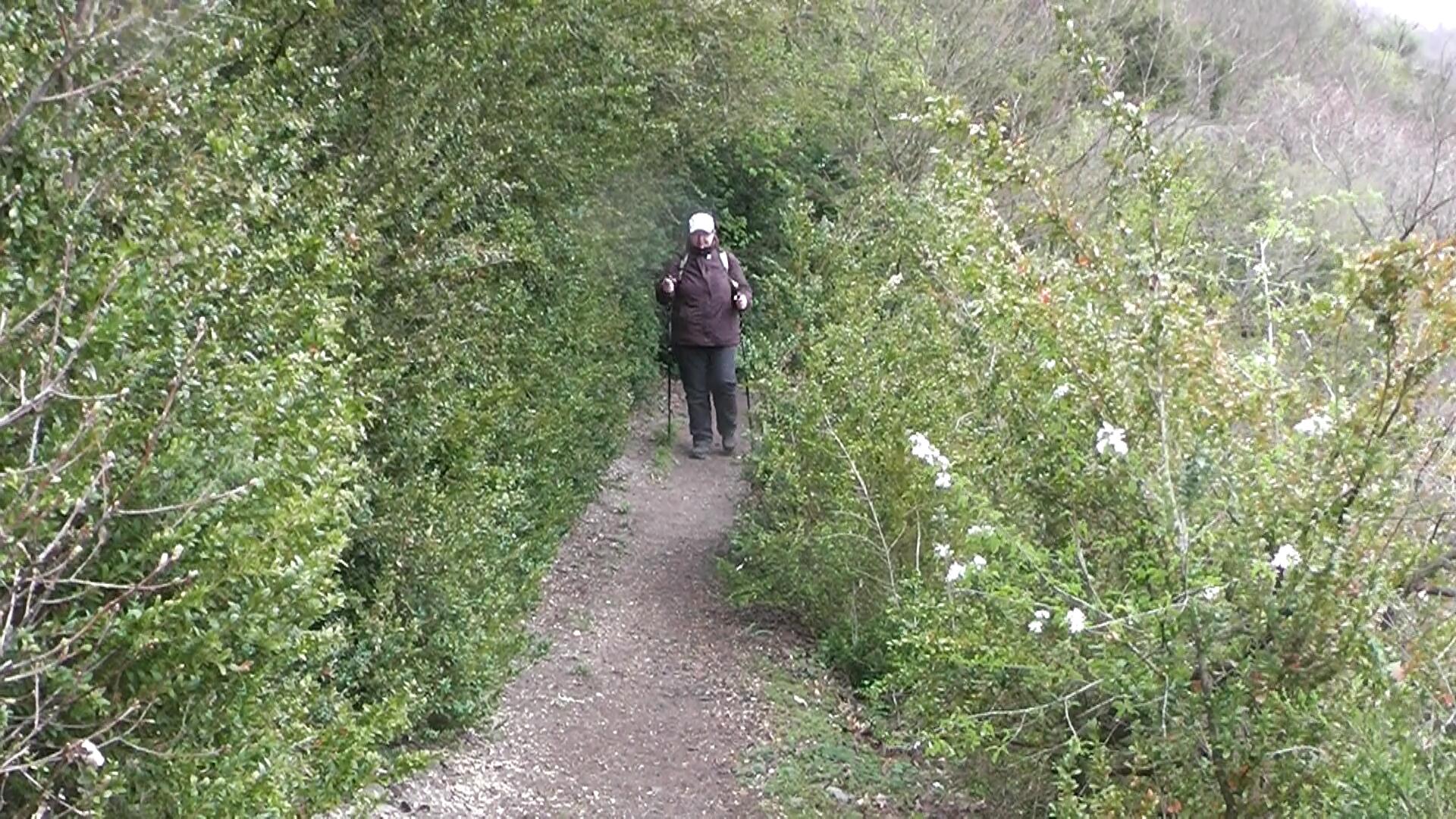 buchsbaum-wanderpfad1