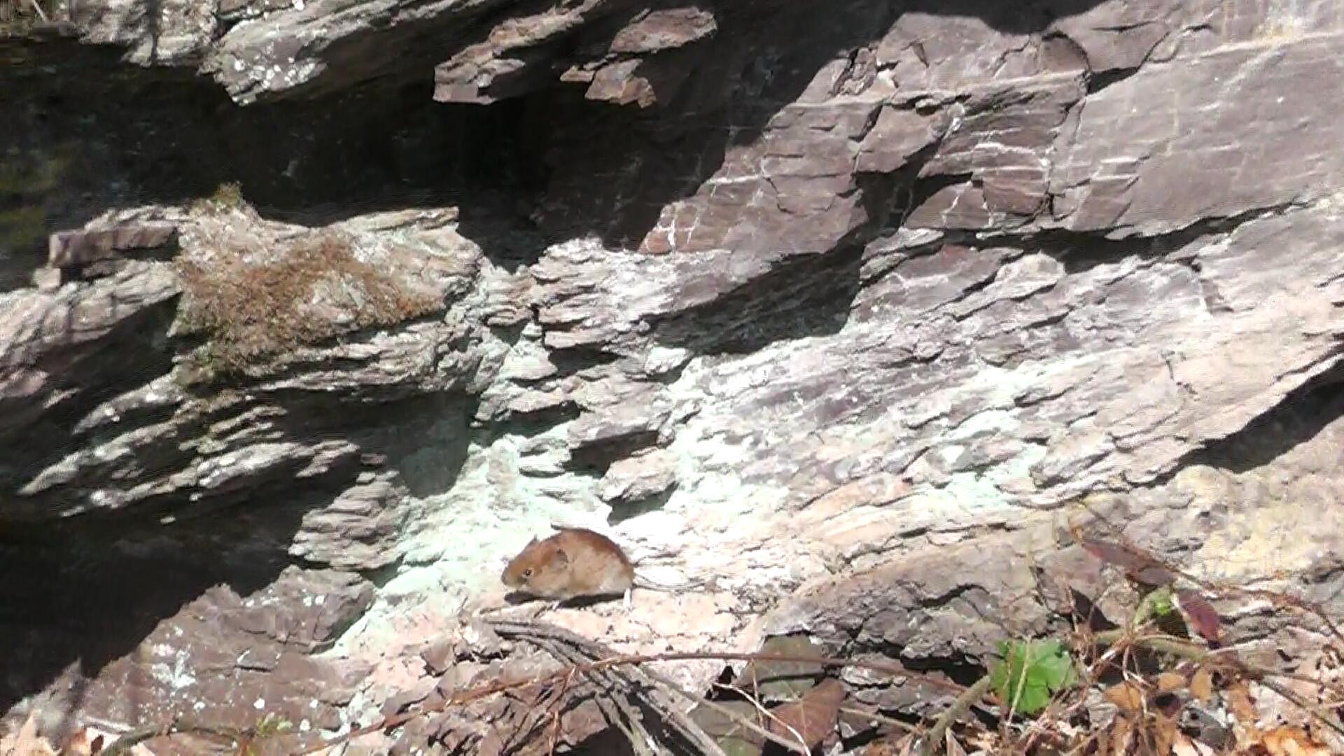 felsmaus-3