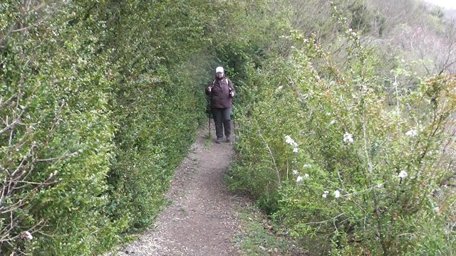 buchsbaum-wanderpfad1