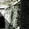 burg-pyrmont-5