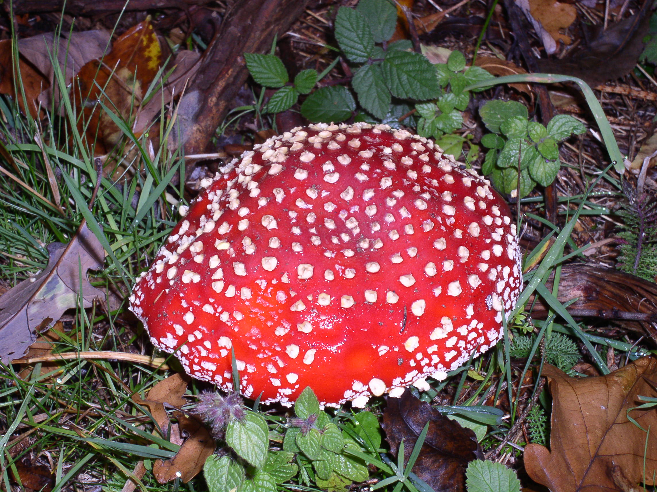 p1010069