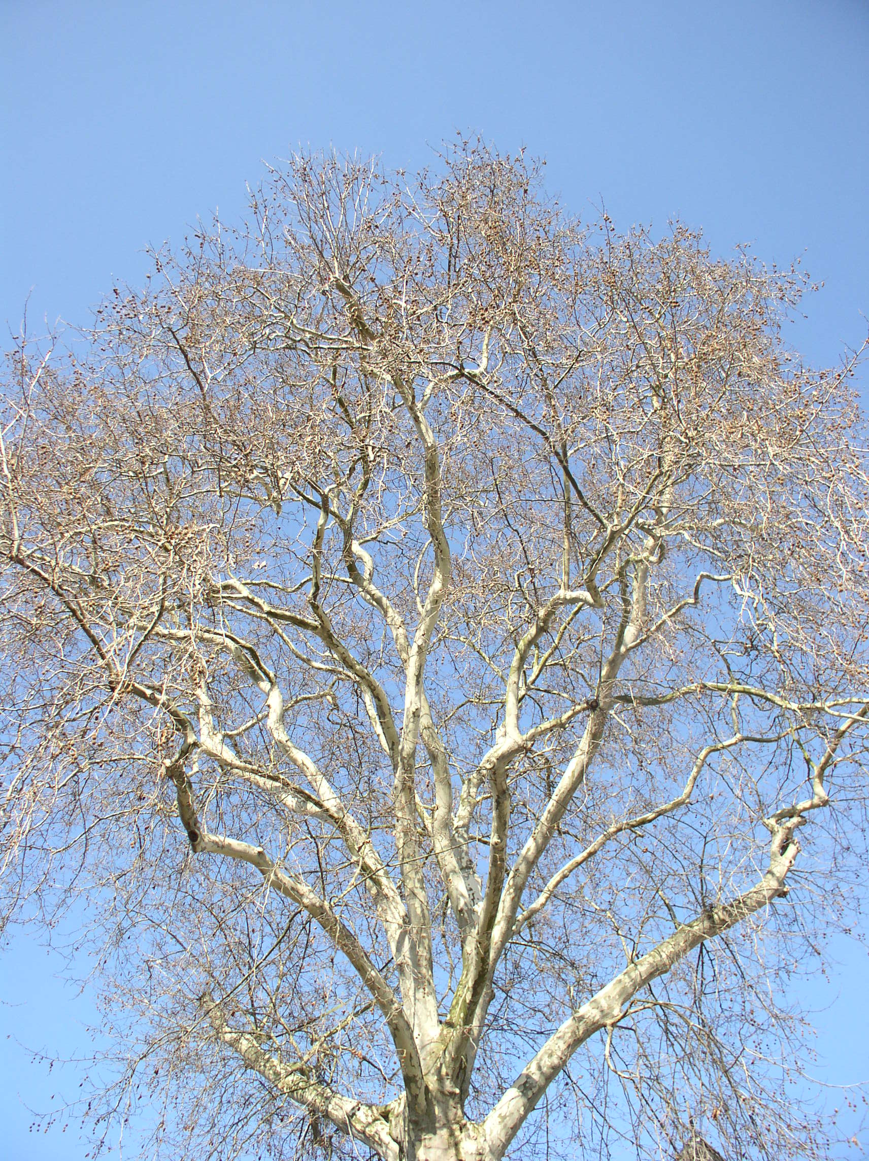 P1010017