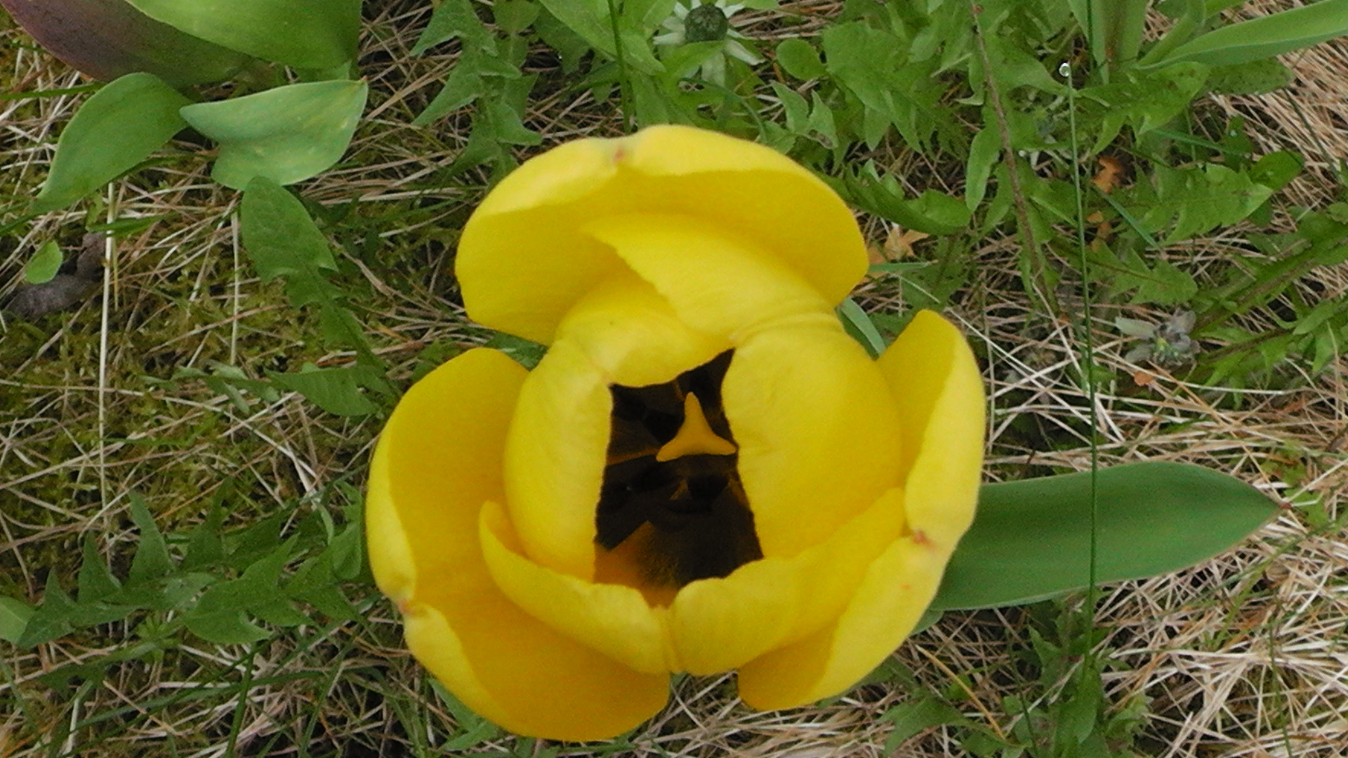 27-tulpe