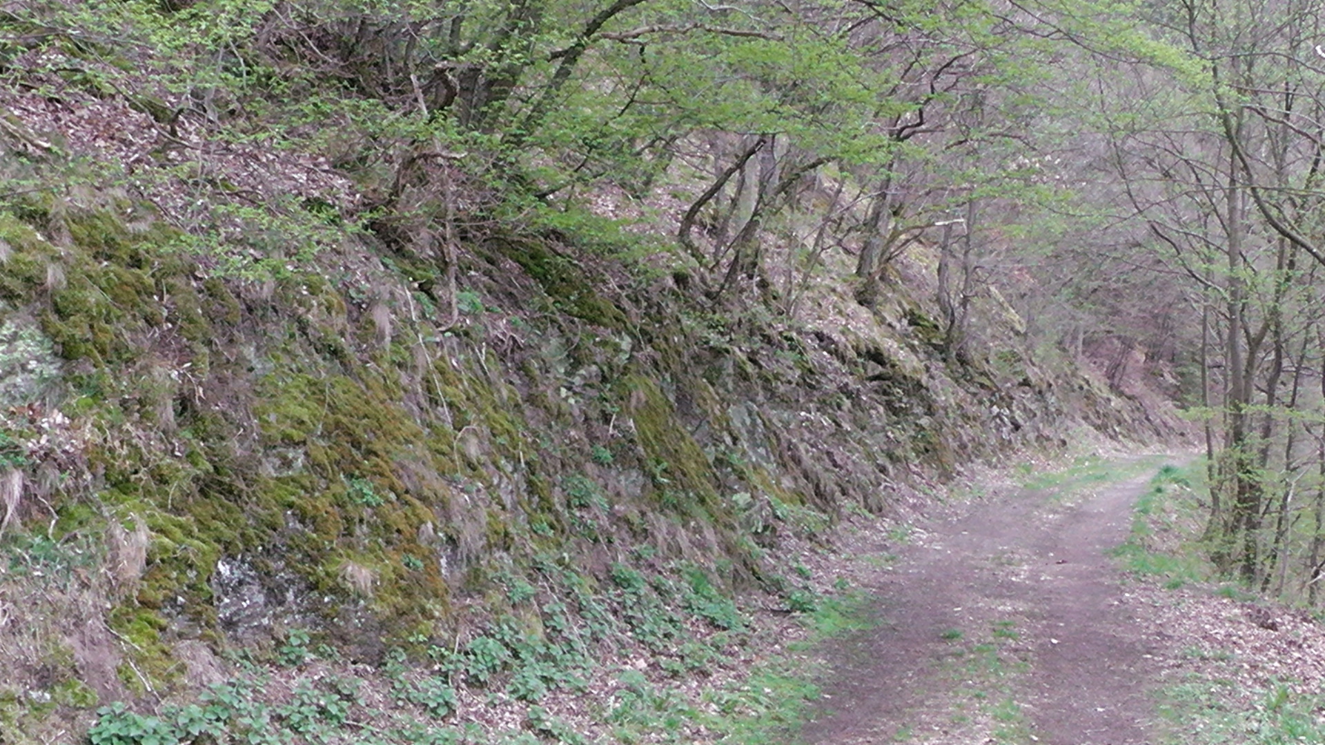 31-waldweg