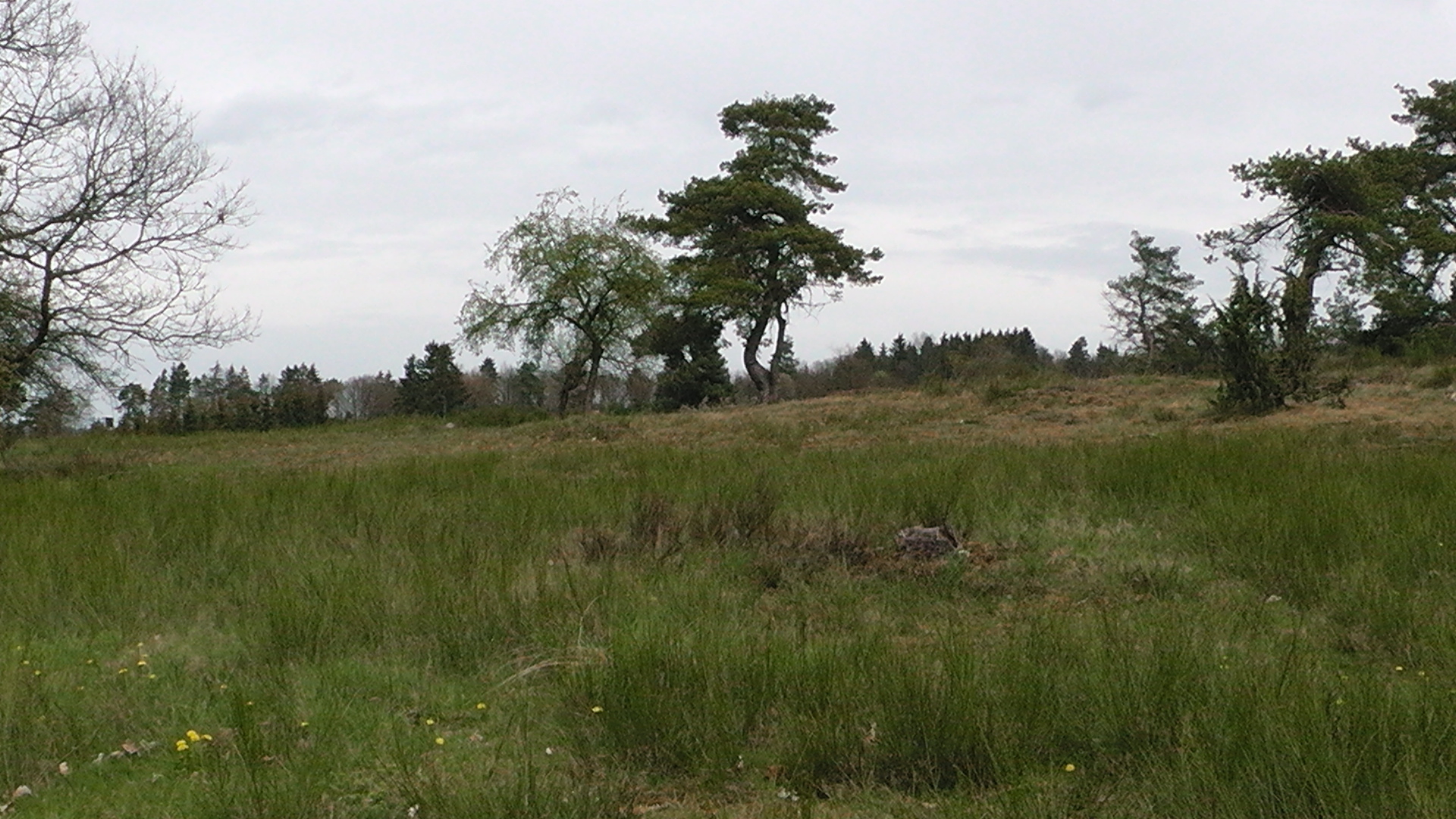 50-die-blumenrather-heide