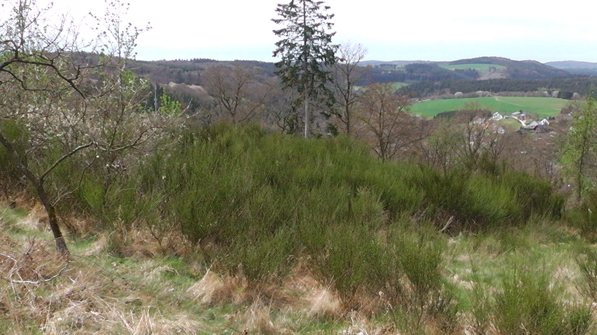 56-die-blumenrather-heide