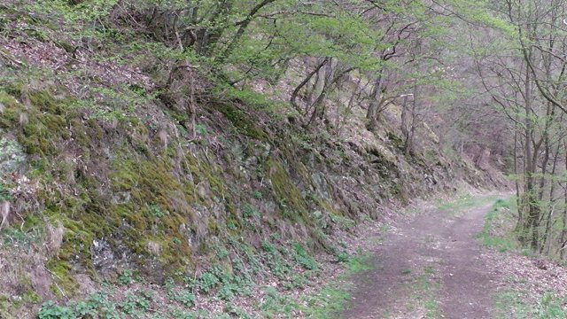 31-waldweg