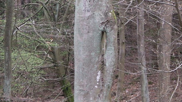 38-der-baum-mit-dem-henkel