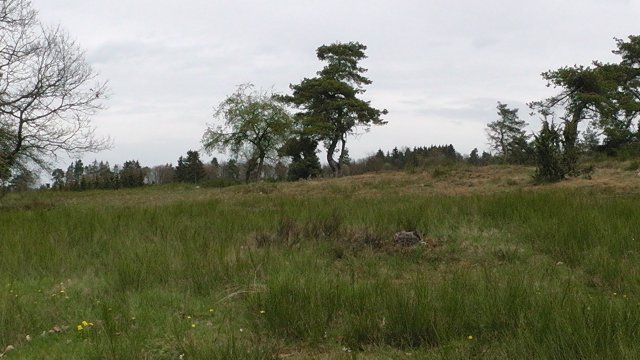 50-die-blumenrather-heide