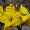 24-blume-im-gemaeuer
