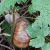28-weinbergschnecke