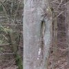 38-der-baum-mit-dem-henkel