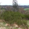 56-die-blumenrather-heide