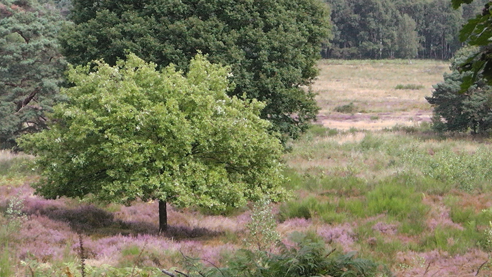 s1080015