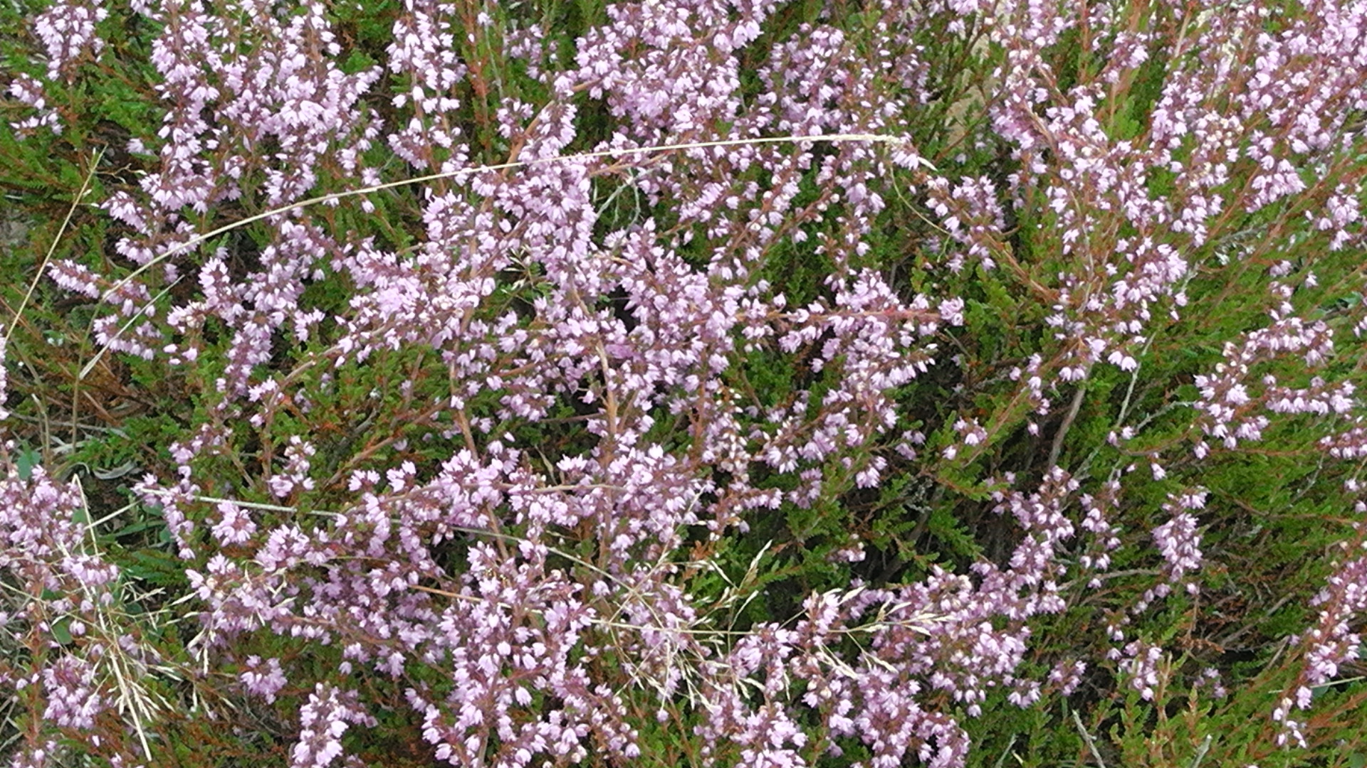 s1080021